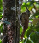 Amazonian Barred-woodcreeper
